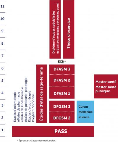 Schéma des études de médecine